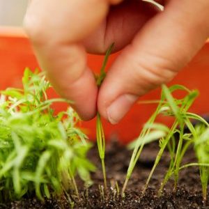 Step-by-step instructions for beginner gardeners: how to properly thin out carrots and what is it for
