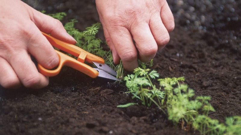Step-by-step instructions for beginner gardeners: how to properly thin out carrots and what is it for
