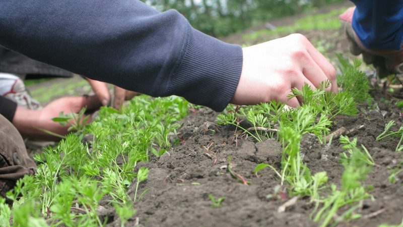 Step-by-step instructions for beginner gardeners: how to properly thin out carrots and what is it for