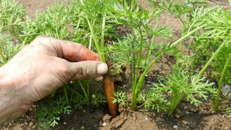 Step-by-step instructions for beginner gardeners: how to properly thin out carrots and what is it for