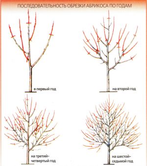 How to properly prune an apricot in the fall and why you need it
