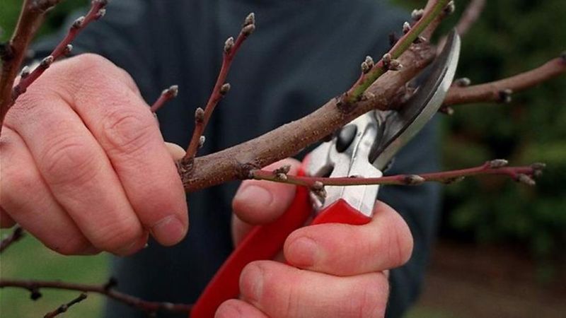 How to properly prune an apricot in the fall and why you need it