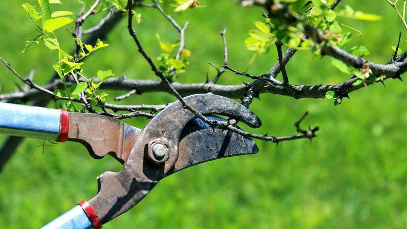 How to properly prune an apricot in the fall and why you need it