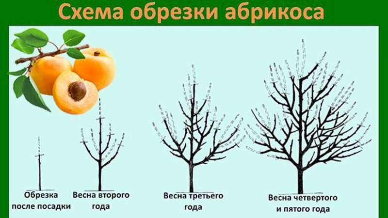 How to properly prune an apricot in the fall and why you need it