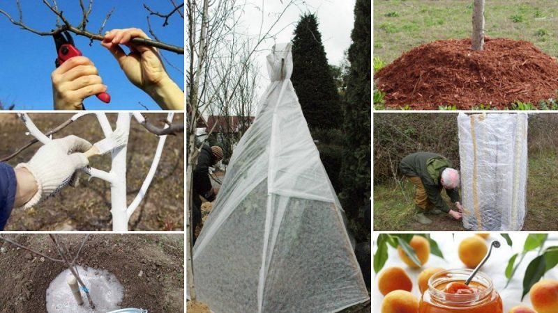 How to properly cover an apricot for the winter and prepare a tree for cold weather