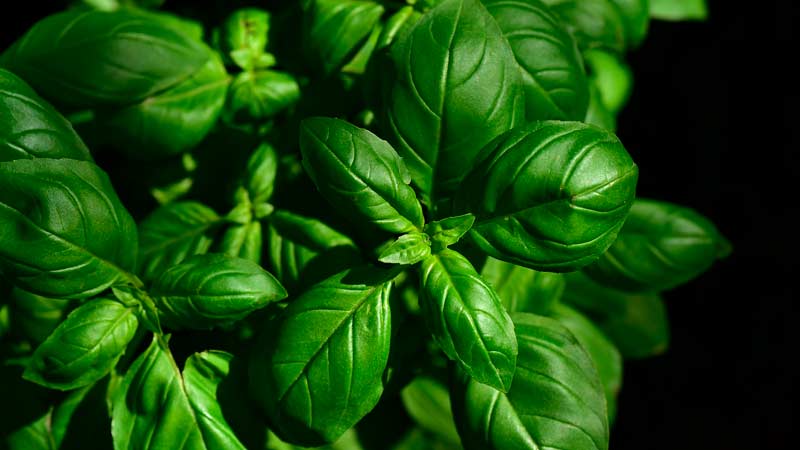 How to properly prepare basil for the winter at home in different ways