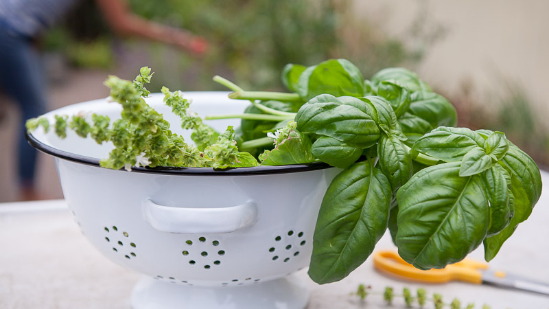 How to properly prepare basil for the winter at home in different ways