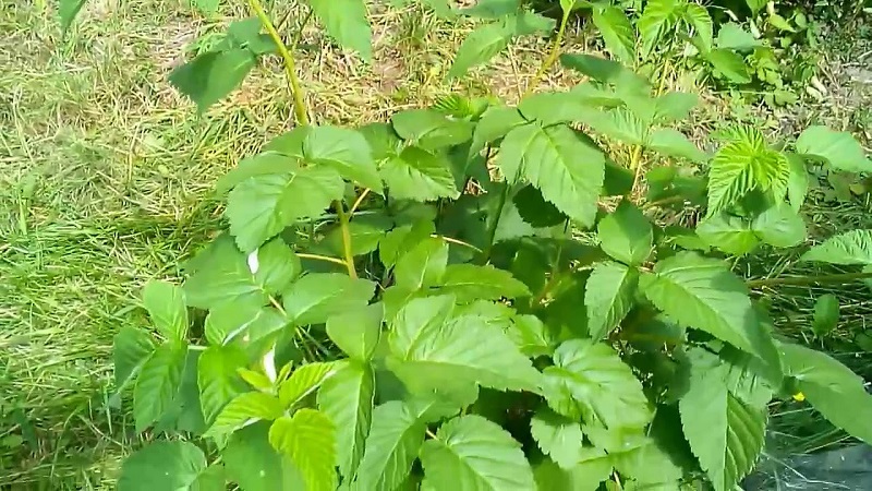 How to properly prepare raspberry leaves for the winter for tea at home