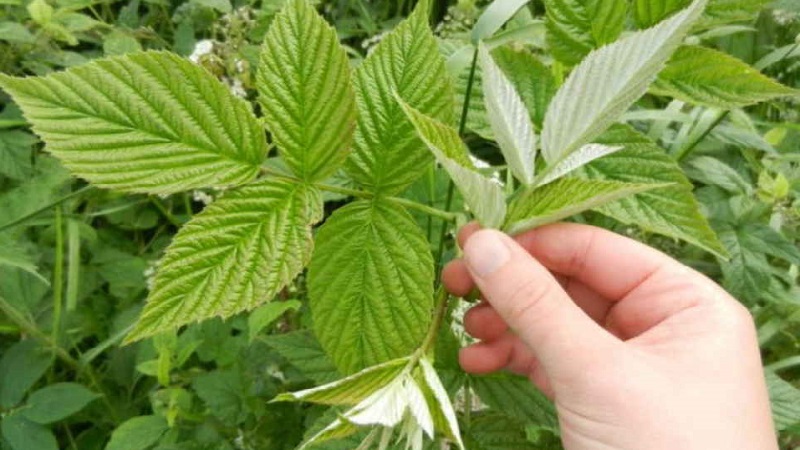 Instructions for caring for raspberries in spring after winter and advice from experienced gardeners
