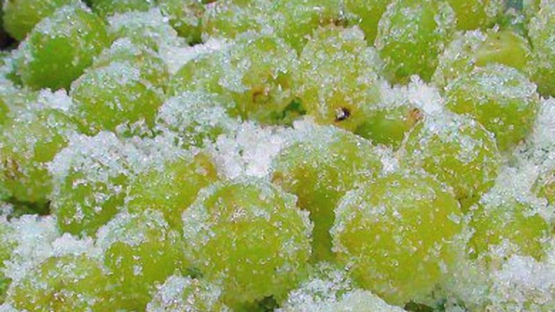 How to properly freeze grapes for the winter in the freezer and is it possible to do it