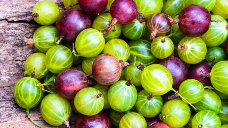 How to properly freeze gooseberries for the winter in the freezer: the best ways
