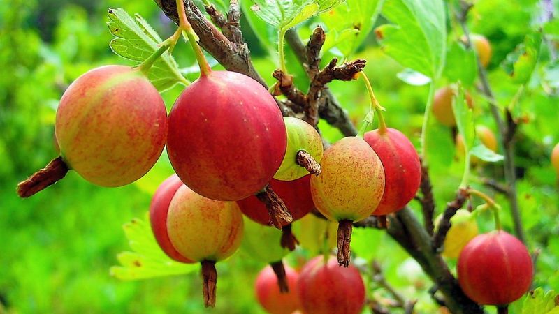 How to properly freeze gooseberries for the winter in the freezer: the best ways