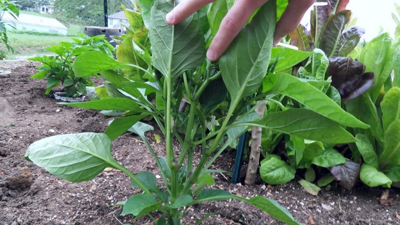 How the formation of a pepper bush is made: instructions for beginners and common mistakes