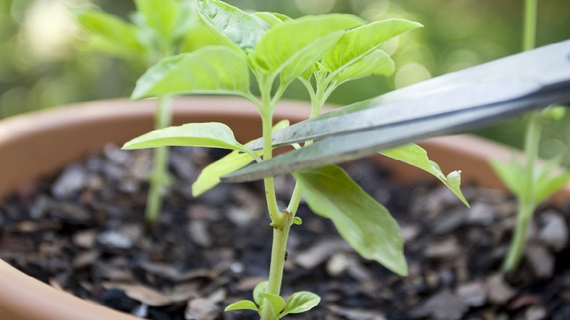 How the formation of a pepper bush is made: instructions for beginners and common mistakes