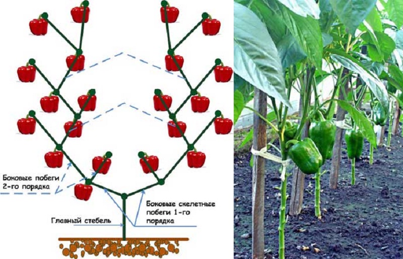How the formation of a pepper bush is made: instructions for beginners and common mistakes