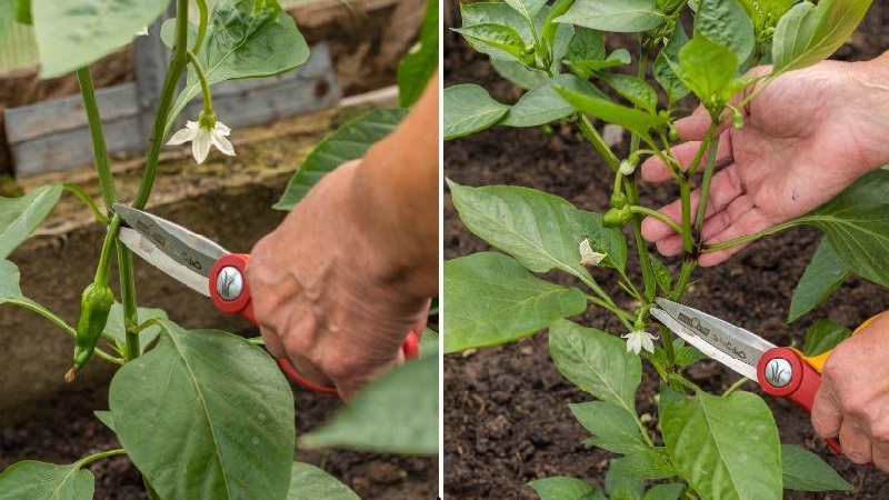 How the formation of a pepper bush is made: instructions for beginners and common mistakes