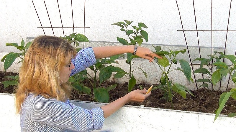 How the formation of a pepper bush is made: instructions for beginners and common mistakes