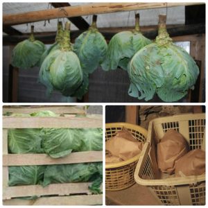 Proven ways to keep cabbage fresh on the balcony in winter