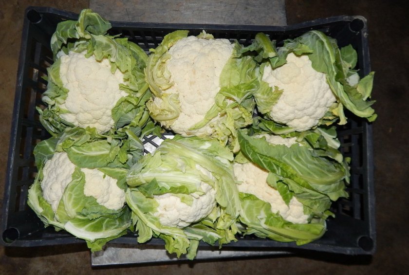 The best ways to keep cauliflower for the winter at home