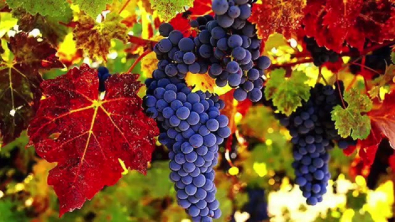 Proven ways to keep grapes for the winter at home