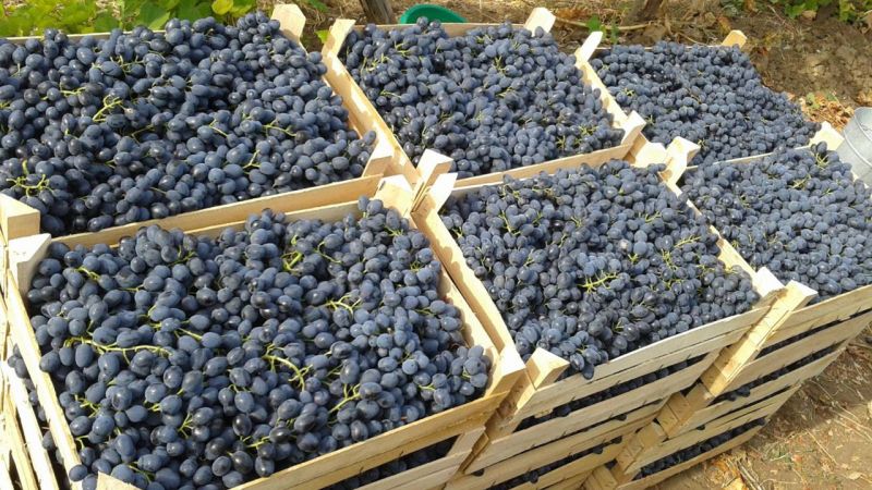 Proven ways to keep grapes for the winter at home