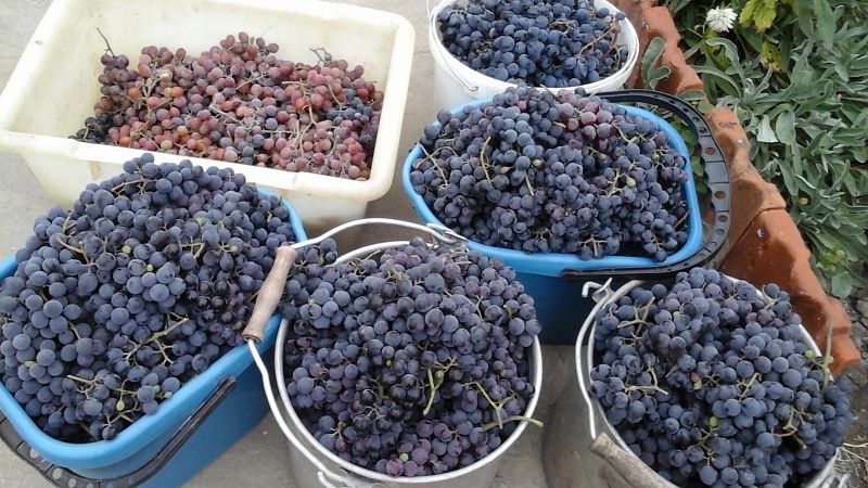 Proven ways to keep grapes for the winter at home