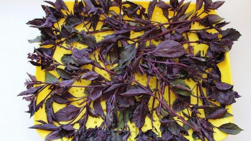 When to collect and how to properly dry basil at home