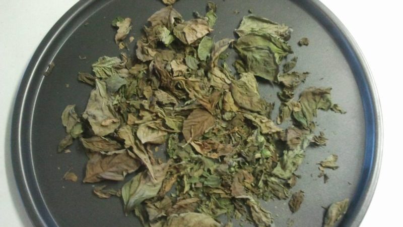 When to collect and how to properly dry basil at home
