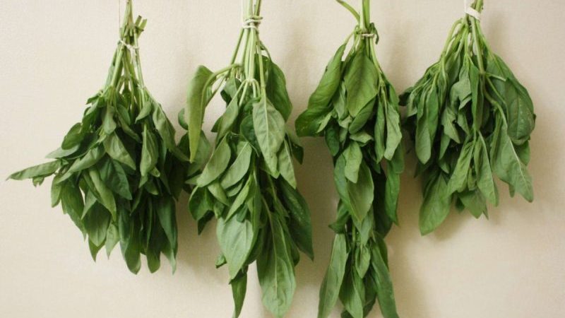 When to collect and how to properly dry basil at home