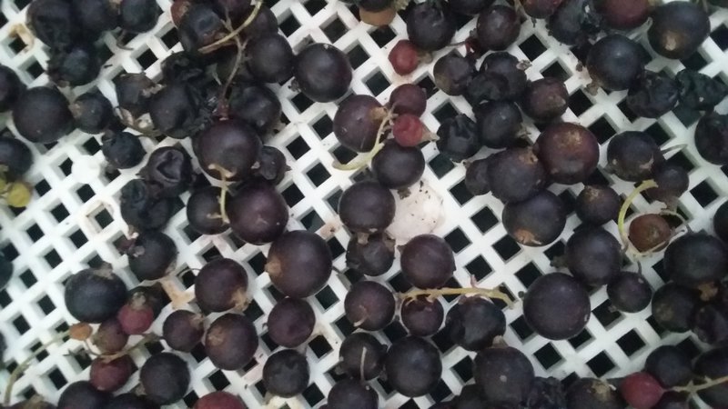 The best ways to dry black currants at home