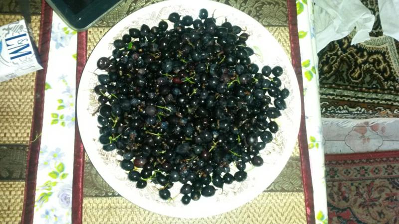 The best ways to dry black currants at home