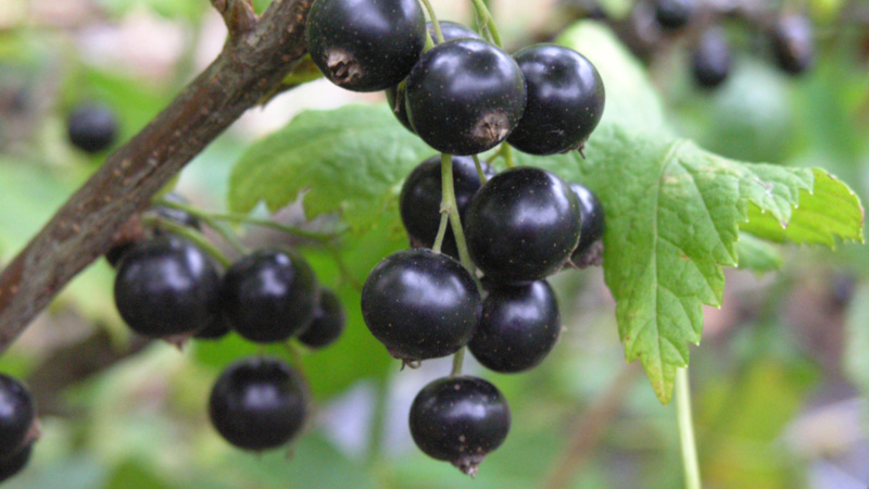The best ways to dry black currants at home