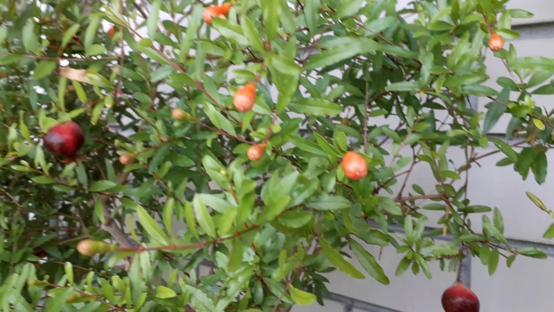 A beginner's guide: how to care for a potted pomegranate at home