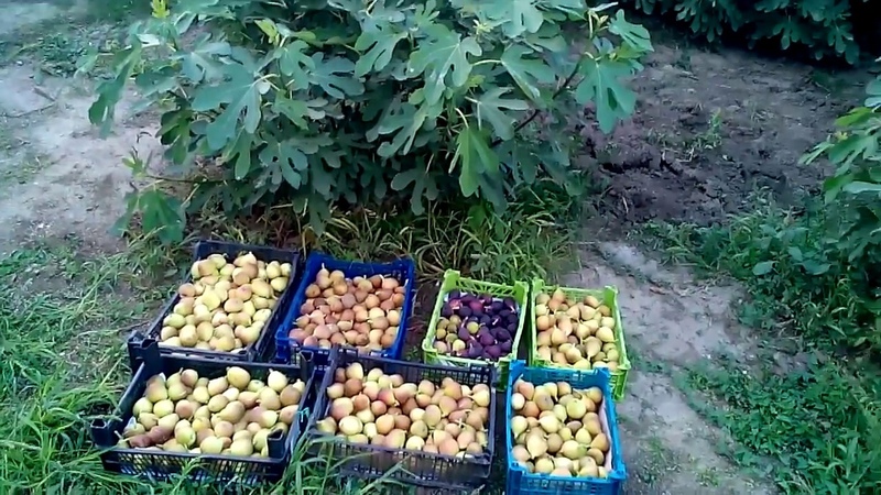 Step-by-step instructions on how to cover figs for the winter correctly and prepare the tree for the cold