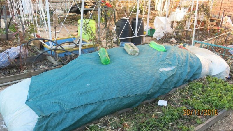 Step-by-step instructions on how to cover figs for the winter correctly and prepare the tree for the cold
