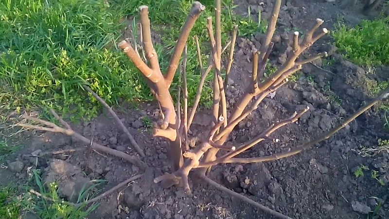 Step-by-step instructions on how to cover figs for the winter correctly and prepare the tree for the cold