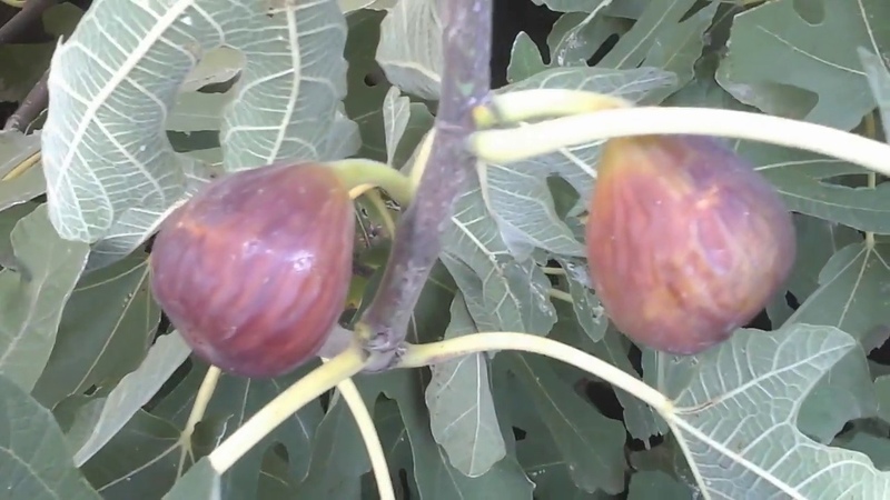 Step-by-step instructions on how to cover figs for the winter correctly and prepare the tree for the cold