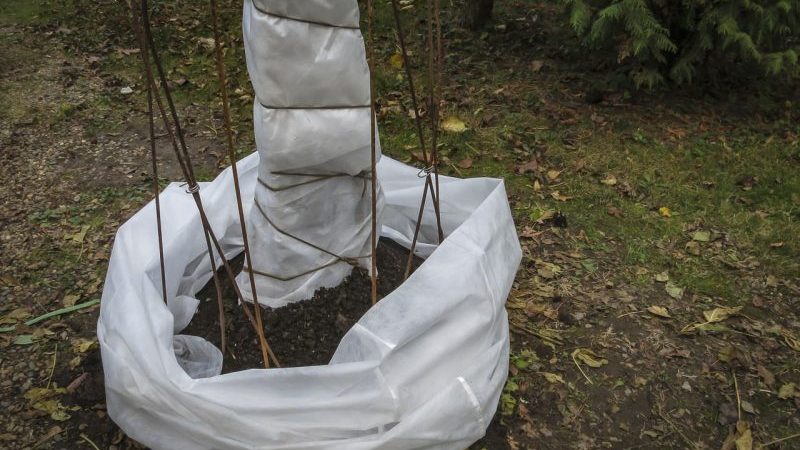 Step-by-step instructions on how to cover figs for the winter correctly and prepare the tree for the cold