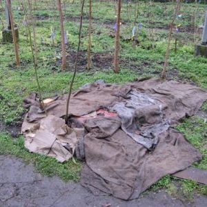 Step-by-step instructions on how to cover figs for the winter correctly and prepare the tree for the cold