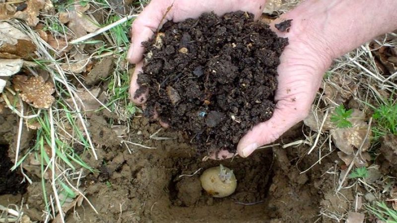 Preparing the soil for planting potatoes: what acidity of the earth is needed