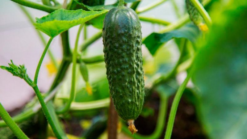What are the varieties of cucumbers, full classification