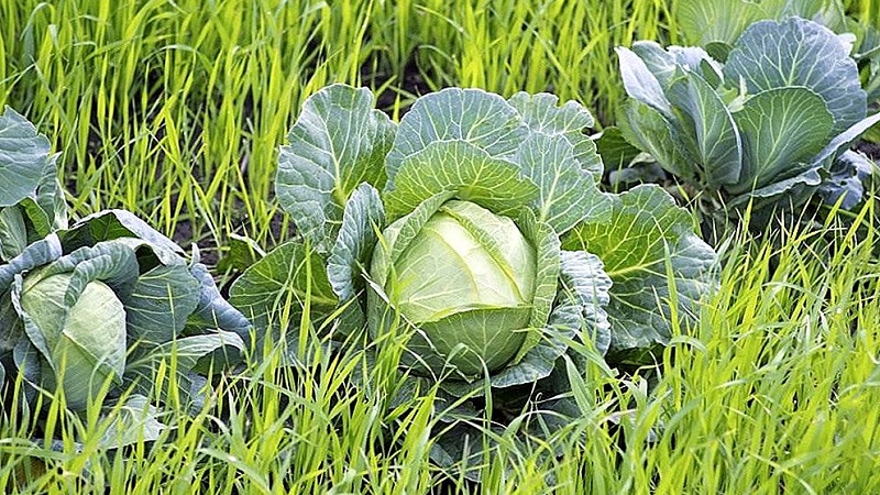 What are the best siderates to use after cabbage in the fall