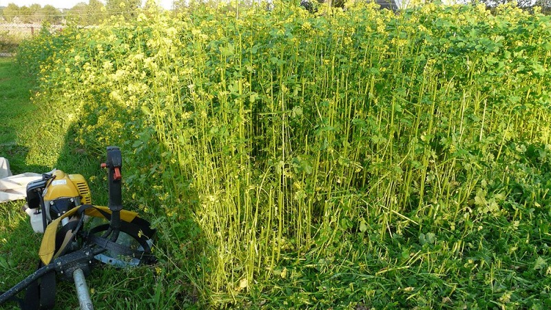 What are the best siderates to use after cabbage in the fall
