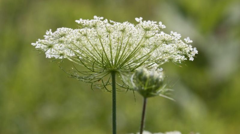 What type of inflorescence in carrots: description and characteristics