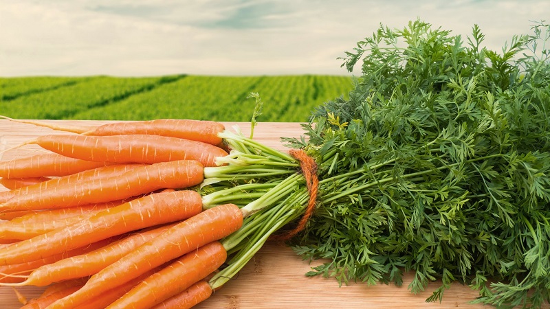 Calorie content, vitamins and nutritional value of fresh and cooked carrots