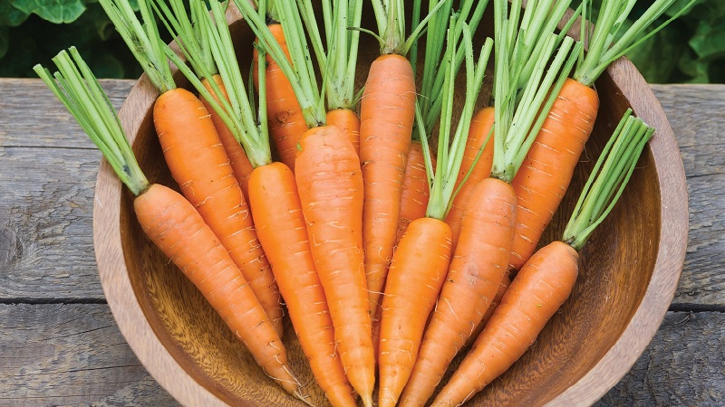 Calorie content, vitamins and nutritional value of fresh and cooked carrots