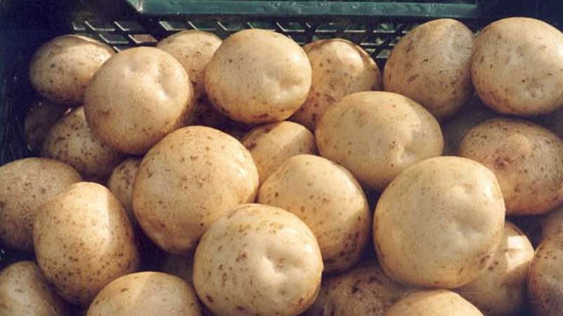Detailed description and advice of agronomists on potato varieties: Petersburg, Barin, Leader and others