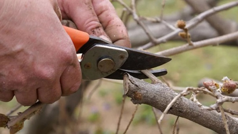 Frost-resistant early ripening variety of honeysuckle Lakomka