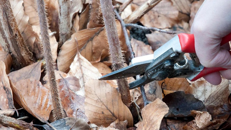 When and how to properly prune raspberries in the fall