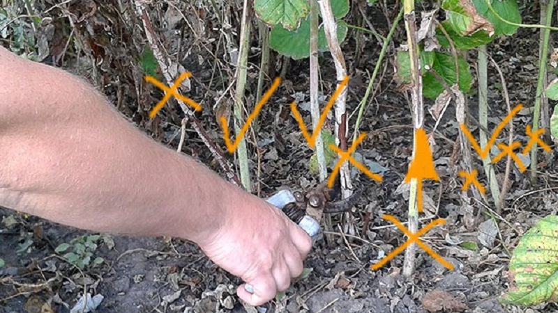 When and how to properly prune raspberries in the fall